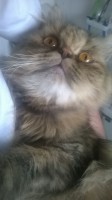 /album/midulcegatito/a8e0e5fd9-fb57-4a98-8872-90c5e068bb28-jpg/