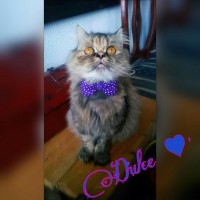 /album/midulcegatito/a9dd43aa1-6f45-44e3-bbab-355499c38108-jpg/
