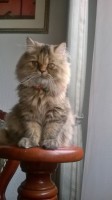 /album/midulcegatito/a16f77493-fc6c-443d-a5dd-3c0d88aee7a1-jpg/