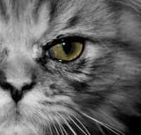 /album/midulcegatito/a1510904-949787695081271-5288836109183386141-n-jpg/
