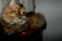 /album/midulcegatito/a11139424-1041897685870271-6421629950790127642-n-jpg/