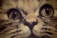 /album/midulcegatito/a12469508-1254147454645292-4703991374837255400-o-jpg1/