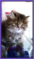 /album/midulcegatito/a2c2a9db-c6df-42ba-bc7b-e8232b85ce37-jpg/
