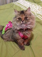 /album/midulcegatito/a0ced124a-05c2-4bf1-b950-955d0a7b5c6a-jpg/