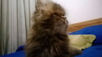 /album/midulcegatito/a4fce5378-73a4-4cfd-98e9-353b0bb9e246-jpg/