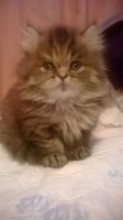 /album/midulcegatito/a7b723e0c-ff76-473c-a2db-b47c423c2417-jpg/