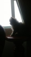 /album/midulcegatito/a15c4f4f9-0bc4-45b9-a564-bb293892f35d-jpg/