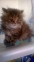 /album/midulcegatito/a099e95d8-db92-42ed-9f79-ad1ed7420e7e-jpg/