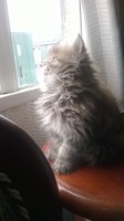 /album/midulcegatito/a388b38e1-f83a-4261-befc-060aaed0b105-jpg/