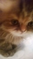 /album/midulcegatito/a54429f7c-24da-4ce7-ab8b-db860d317040-jpg/