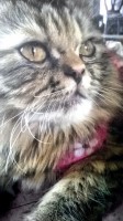 /album/midulcegatito/a68218075-4d47-48a9-8e5f-47d5fef3f493-jpg/