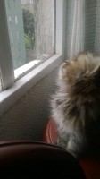 /album/midulcegatito/a73784177-72f6-4cdc-8f98-304583b45aa0-jpg/