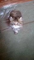 /album/midulcegatito/c0b54138-10e7-438a-8c0e-971ba2c5b0c0-jpg/