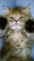 /album/midulcegatito/ca123342-ca2d-42cb-bbd5-b5b1f3b8022f-jpg/