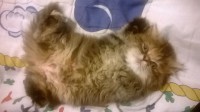 /album/midulcegatito/d9030e94-9156-45a7-9958-103f73e781e5-jpg/