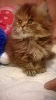 /album/midulcegatito/dafcec17-92c5-488b-9cd0-7f6b4e1deaff-jpg/