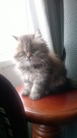 /album/midulcegatito/f014b698-344b-47de-8f6f-0c62514b13bf-jpg/