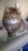 /album/midulcegatito/fac64107-e10c-4b87-8b65-f9d4bd2e1978-jpg/