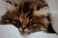 /album/midulcegatito/img-1803-jpg/