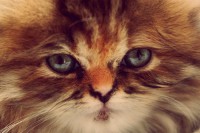 /album/midulcegatito/img-1807-jpg/