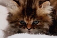 /album/midulcegatito/img-1808-jpg/