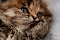 /album/midulcegatito/img-1811-jpg/