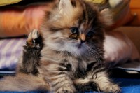 /album/midulcegatito/img-1813-jpg/