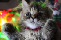 /album/midulcegatito/img-2262-jpg/