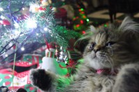 /album/midulcegatito/img-2269-jpg/