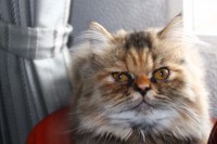 /album/midulcegatito/img-2631-jpg/