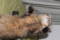 /album/midulcegatito/img-2926-jpg/