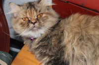 /album/midulcegatito/img-3033-jpg/