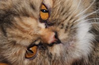 /album/midulcegatito/img-3034-jpg/