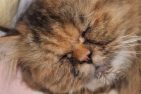 /album/midulcegatito/img-3173-jpg/