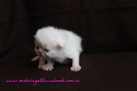 /album/gato-1/img-3188-jpg/