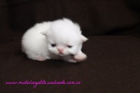 /album/gato-1/img-3190-jpg/
