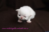 /album/gato-1/img-3191-jpg/