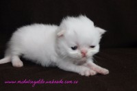 /album/gato-1/img-3193-jpg/