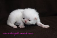 /album/gato-1/img-3194-jpg/