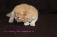 /album/gato-2/img-3195-jpg/