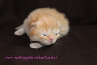 /album/gato-2/img-3196-jpg/