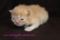 /album/gato-2/img-3197-jpg/