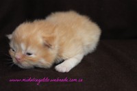 /album/gato-2/img-3198-jpg/