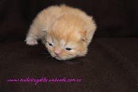 /album/gato-2/img-3199-jpg/