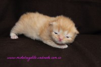 /album/gato-2/img-3202-jpg/