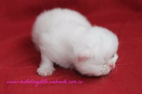 /album/gato-3/img-3203-jpg/