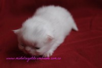/album/gato-3/img-3204-jpg/