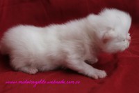 /album/gato-3/img-3206-jpg/