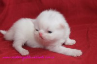 /album/gato-3/img-3207-jpg/