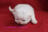 /album/gato-3/img-3210-jpg/